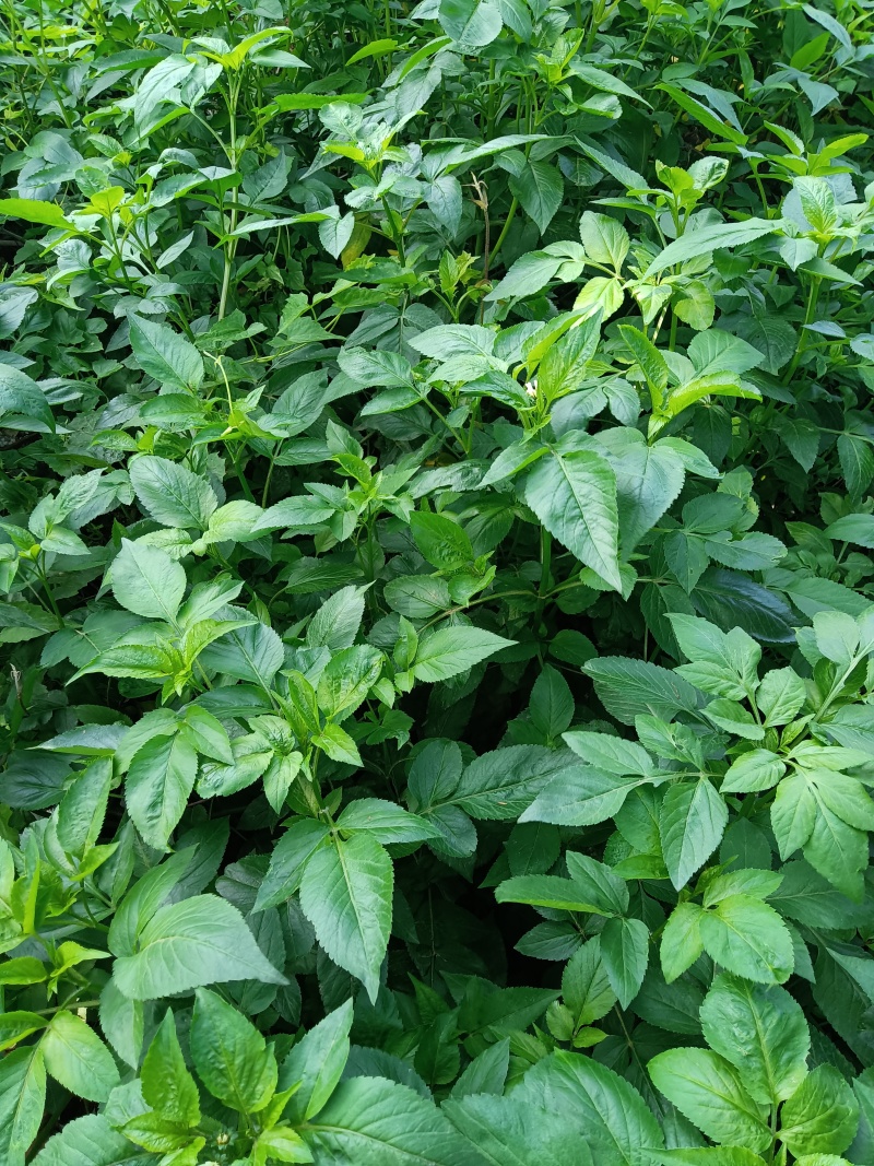 鬼针草（野生）