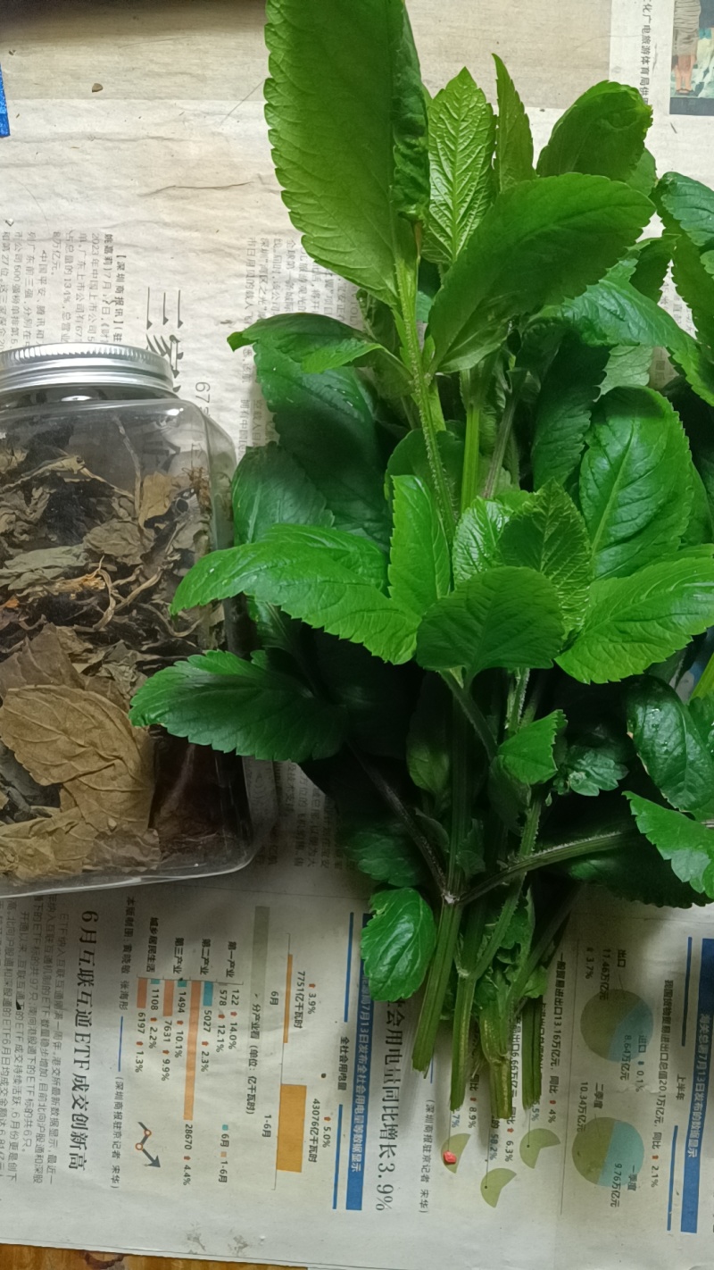 鬼针草（野生）