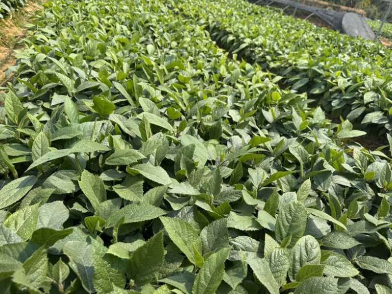 五指毛桃苗