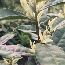 贵州晴隆极白茶，春芽头采，手工茶