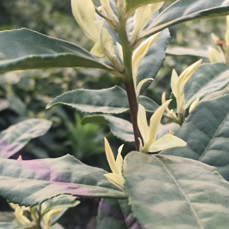贵州晴隆极白茶，春芽头采，手工茶