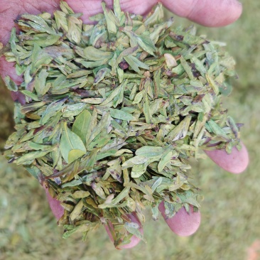 茶叶焦头
