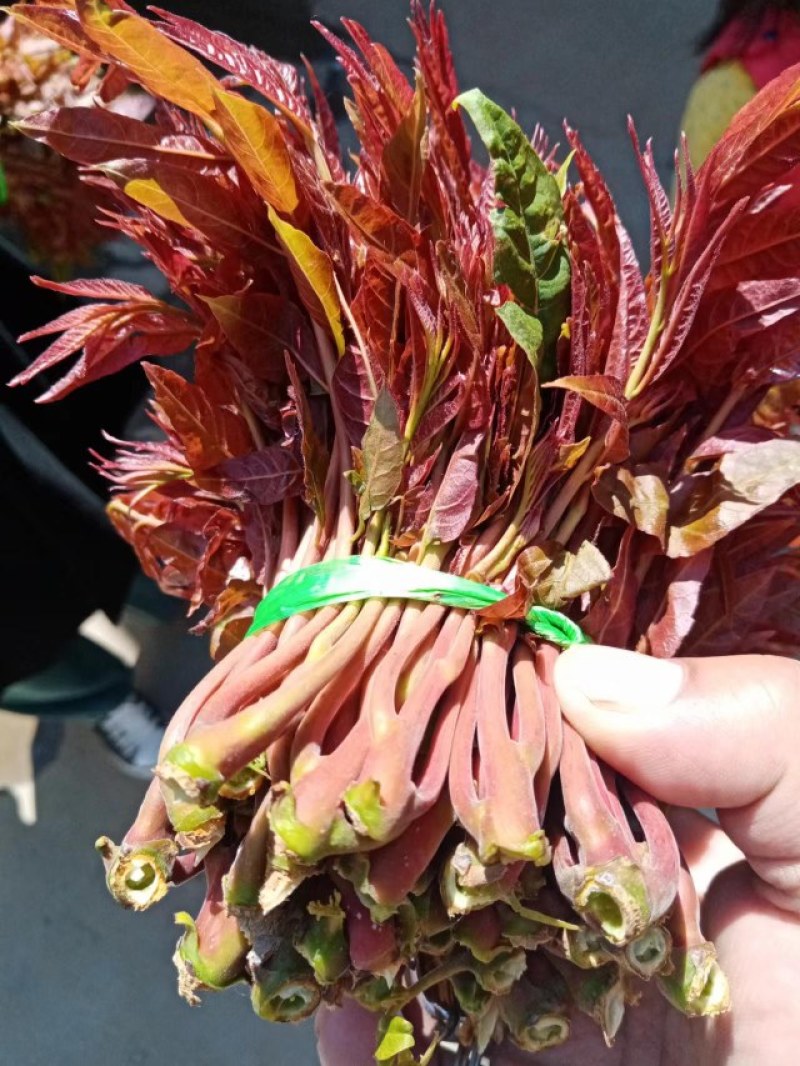 山东头茬野生香椿芽
