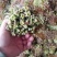 山东头茬野生香椿芽