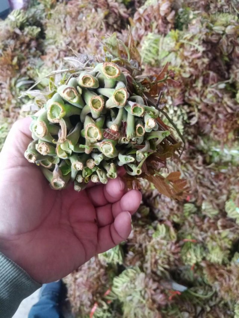 山东头茬野生香椿芽