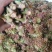 山东头茬野生香椿芽