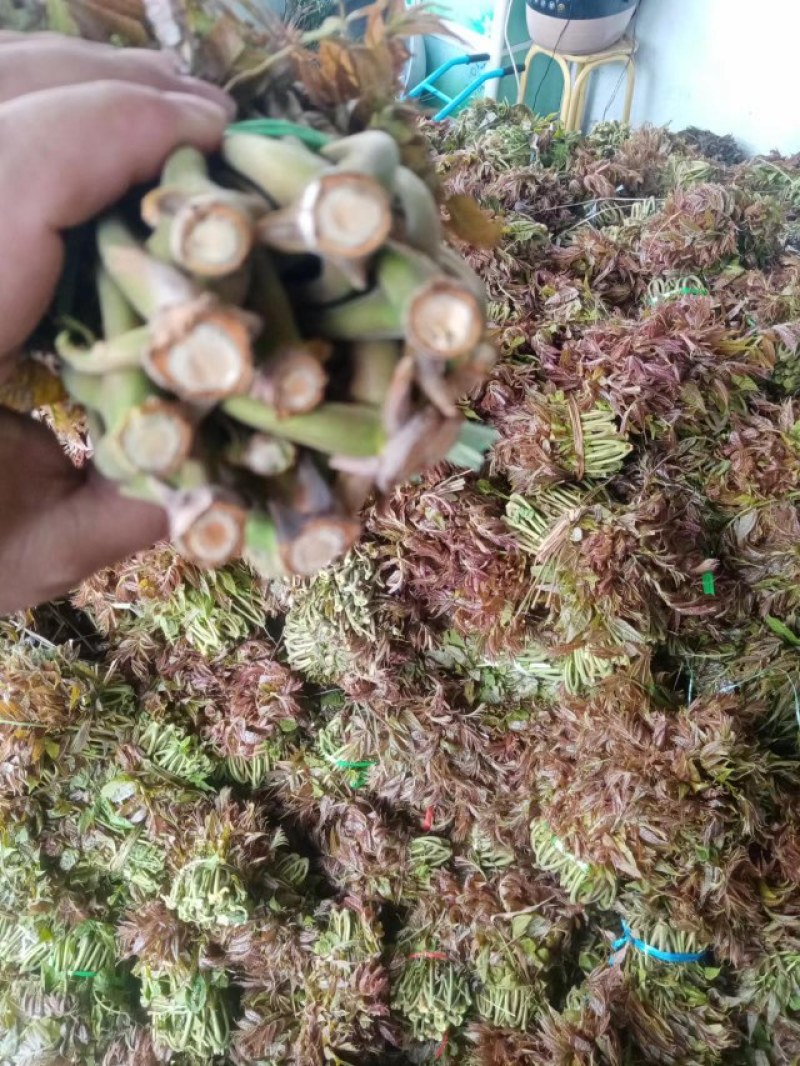 山东头茬野生香椿芽