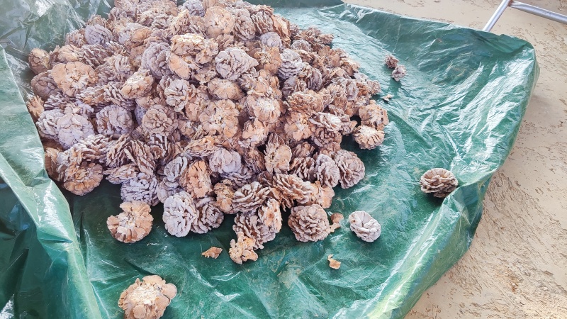 白参菌白参菇云南高原种植除了勤浇水没有过多干预生长