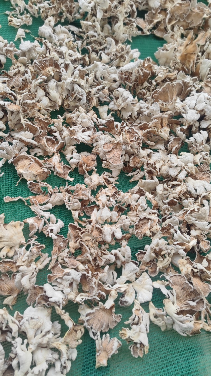 白参菌白参菇云南高原种植除了勤浇水没有过多干预生长