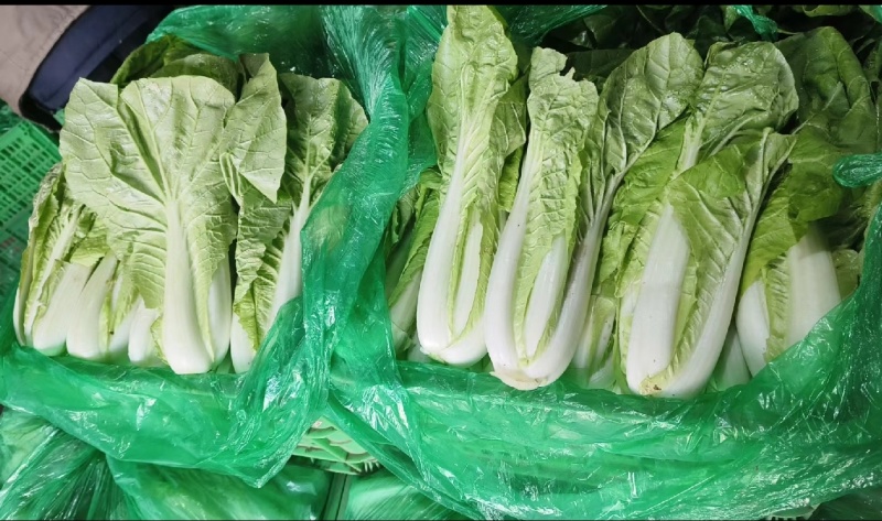 快菜