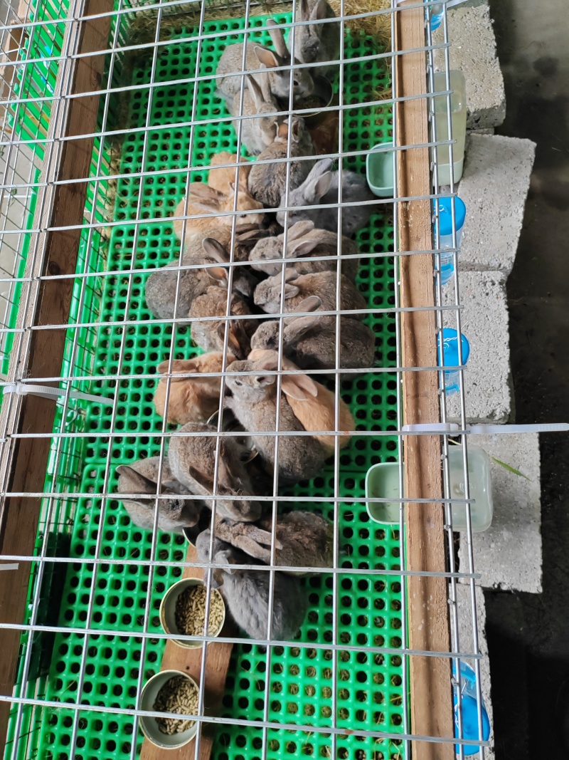 小兔，肉兔