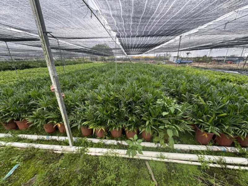 遂溪富贵椰子1.1-1.8不等