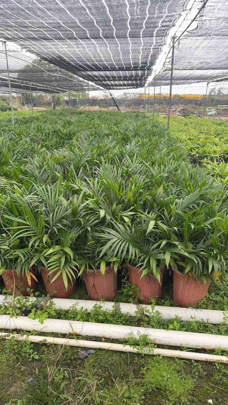 遂溪富贵椰子1.1-1.8不等