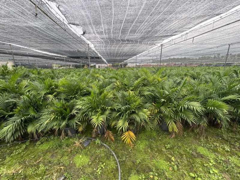 遂溪富贵椰子1.1-1.8不等