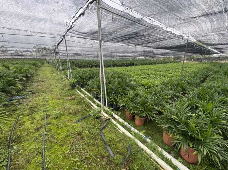 遂溪富贵椰子1.1-1.8不等