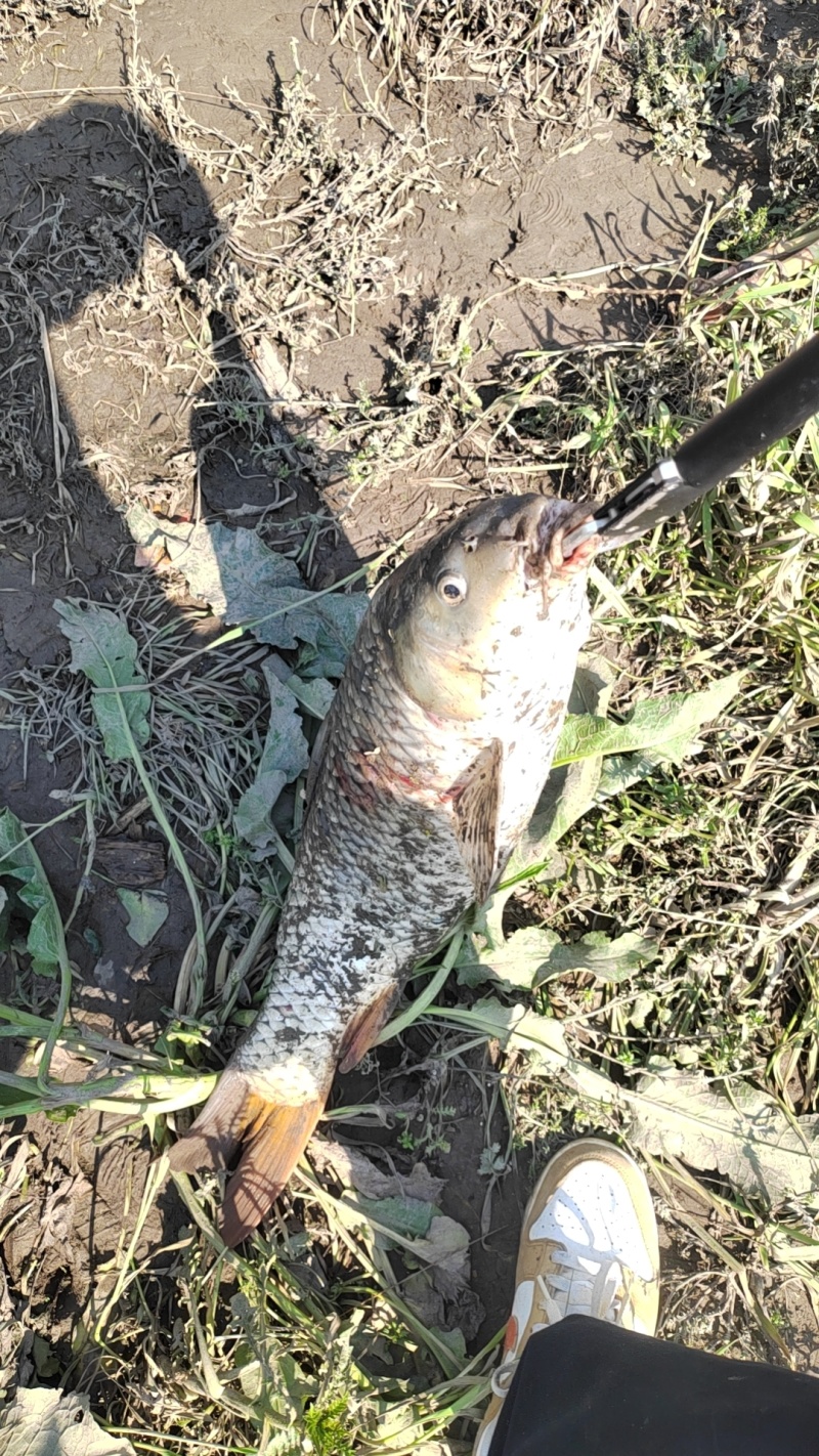 鲤鱼