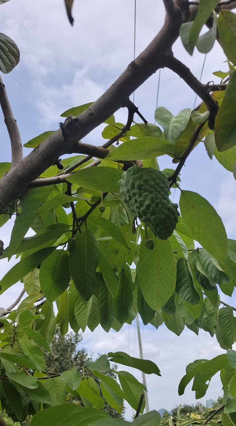 崇左精品AP释迦果