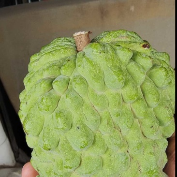 崇左精品AP释迦果