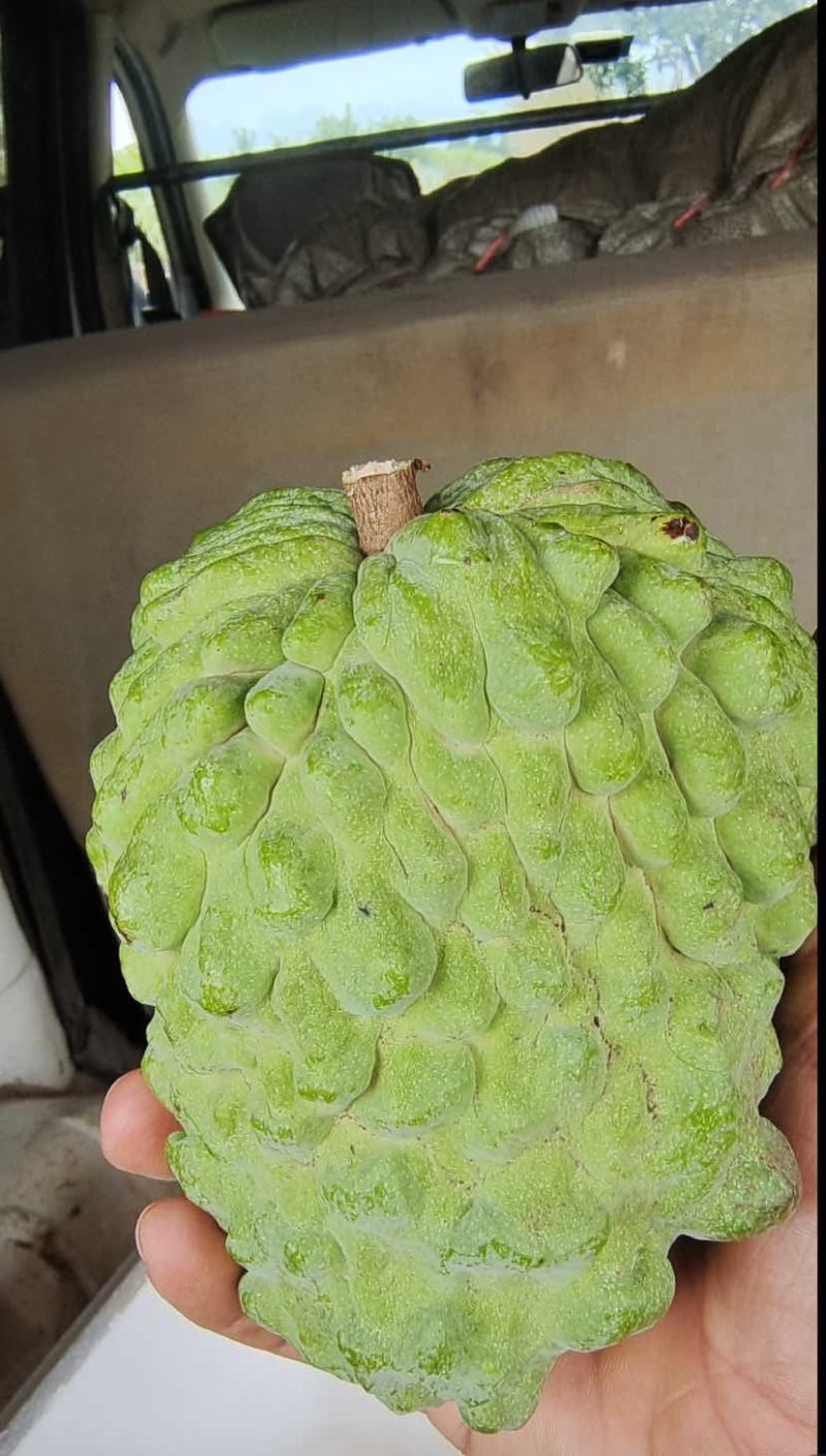 崇左精品AP释迦果