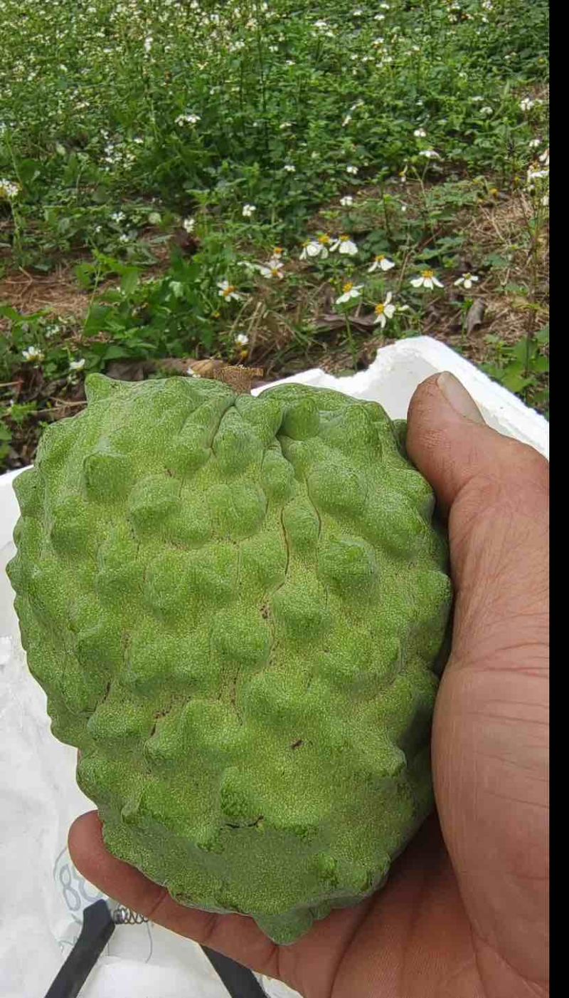 崇左精品AP释迦果