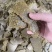优质菜籽饼油脂豆饼豆粕可下地可施肥不伤根不伤地