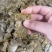 优质菜籽饼油脂豆饼豆粕可下地可施肥不伤根不伤地