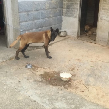 马犬
