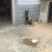 马犬