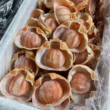 日料专用蟹宝