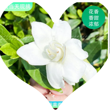 枝子鲜花