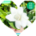 枝子鲜花