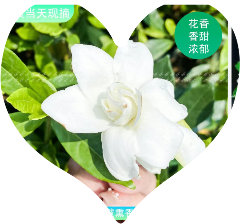 枝子鲜花