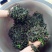 湖南南湘西青钱柳茶叶
