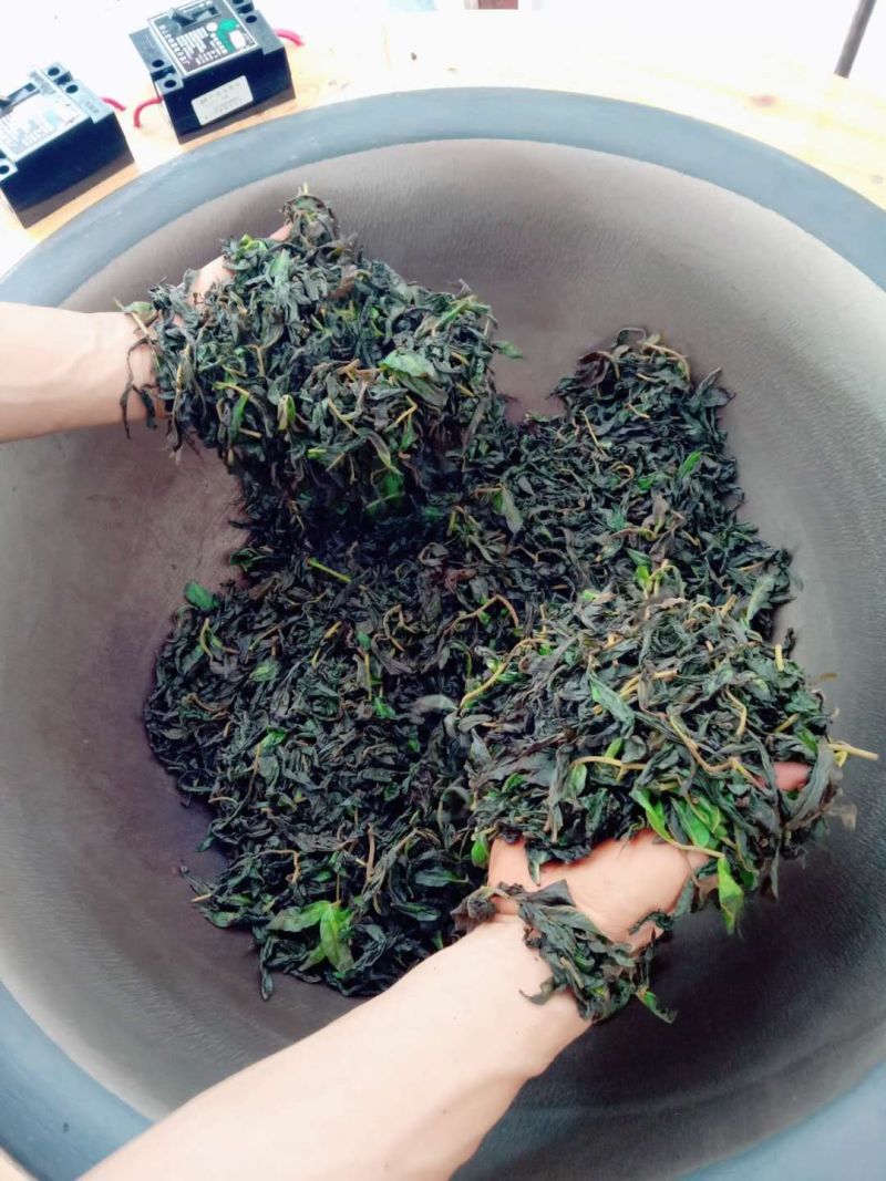 湖南南湘西青钱柳茶叶