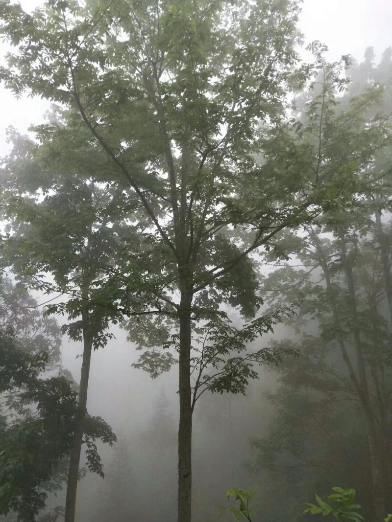 湖南南湘西青钱柳茶叶