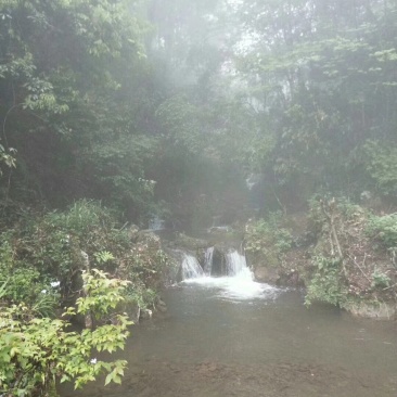 湖南南湘西青钱柳茶叶