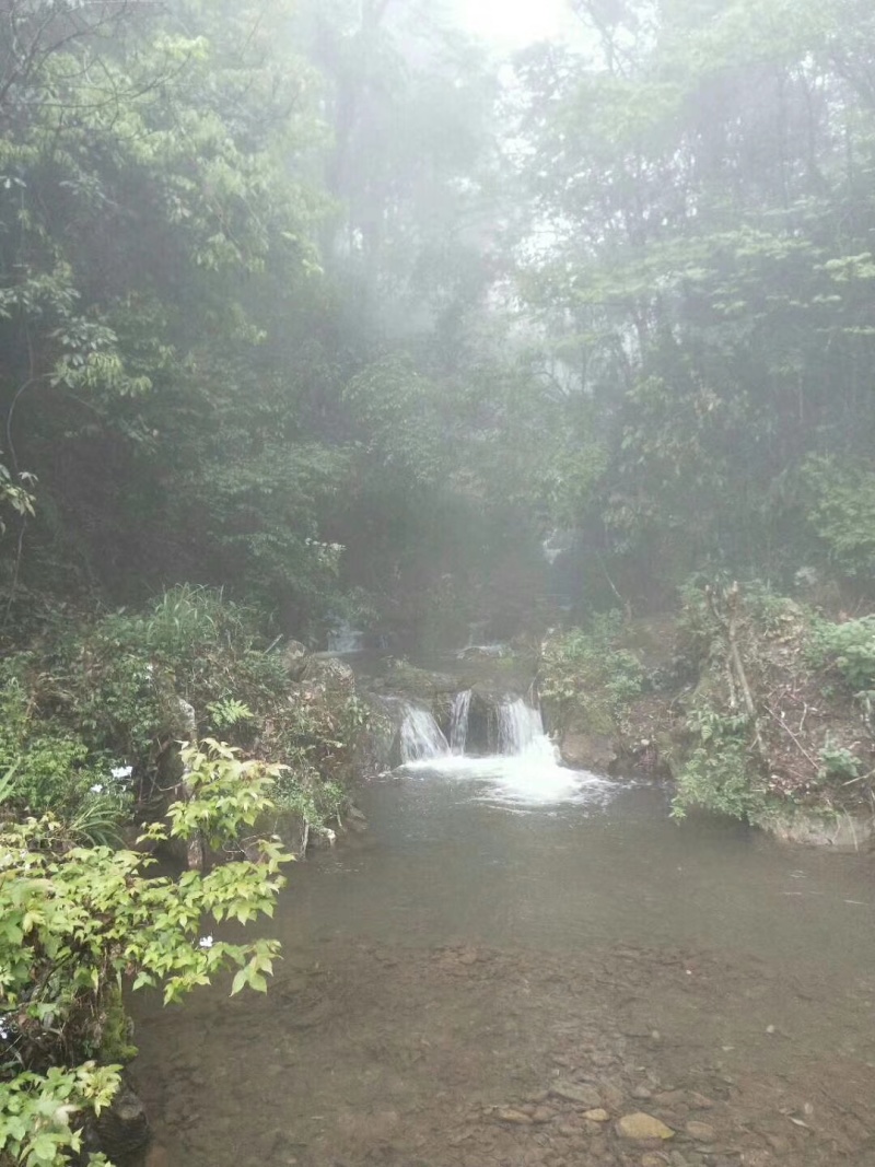 湖南南湘西青钱柳茶叶