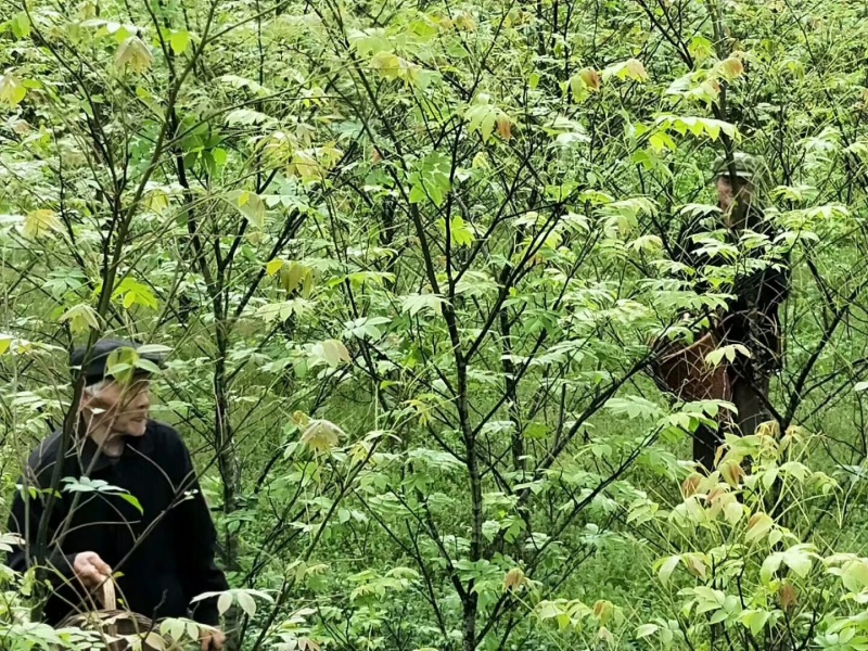 湖南南湘西青钱柳茶叶