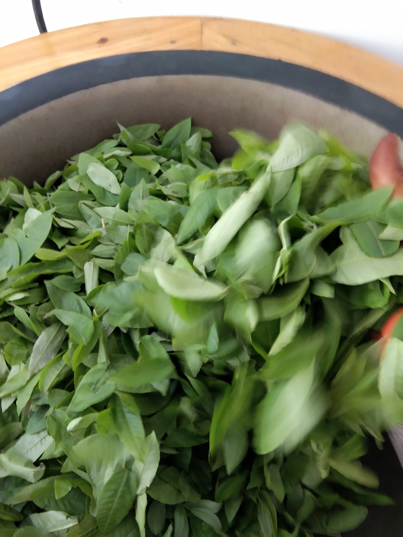 湖南南湘西青钱柳茶叶