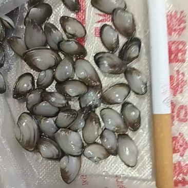 海瓜子海沙子青蟹天然饵料