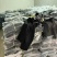 11元清4500件天猫下架系列款男装七分牛仔裤