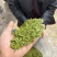 龙井