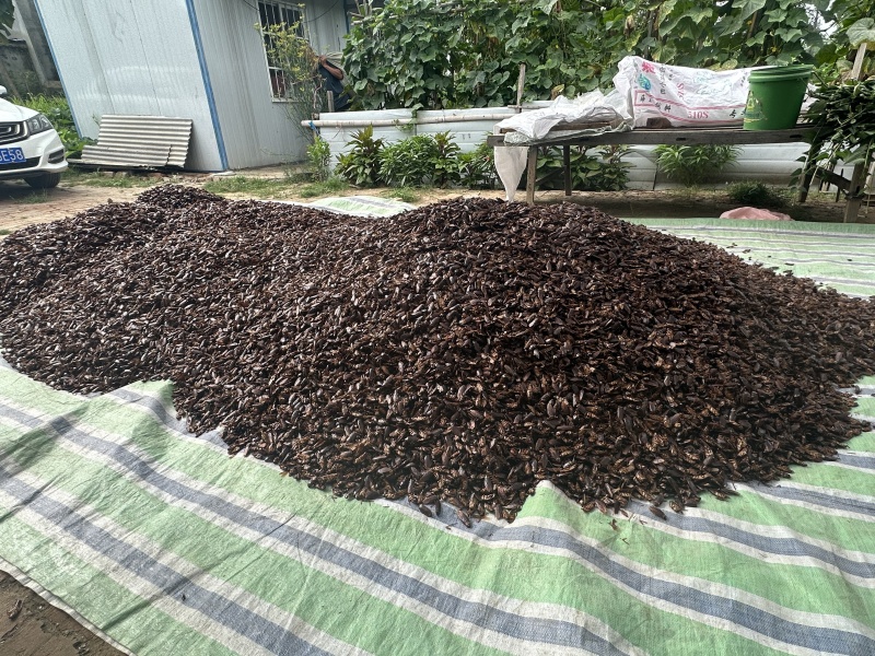 美洲大蠊