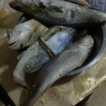 正宗舟山近岸海钓米鱼，黄姑鱼。假一罚十。