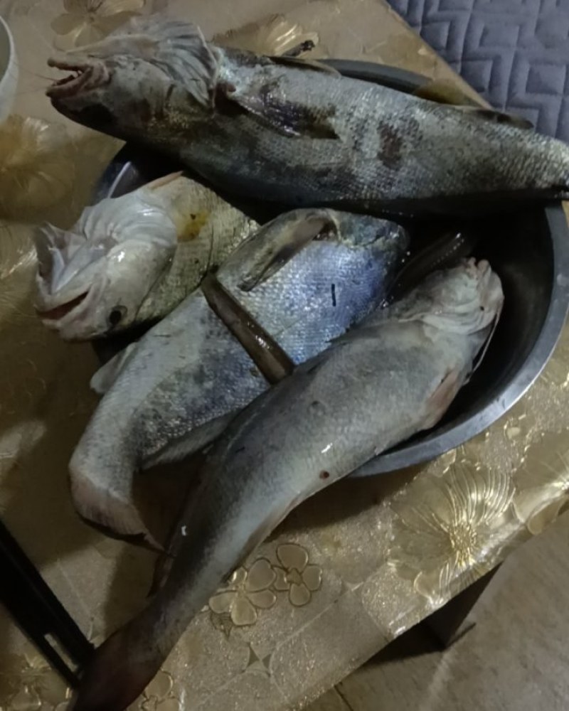 正宗舟山近岸海钓米鱼，黄姑鱼。假一罚十。