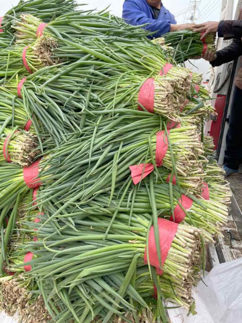 优质小葱