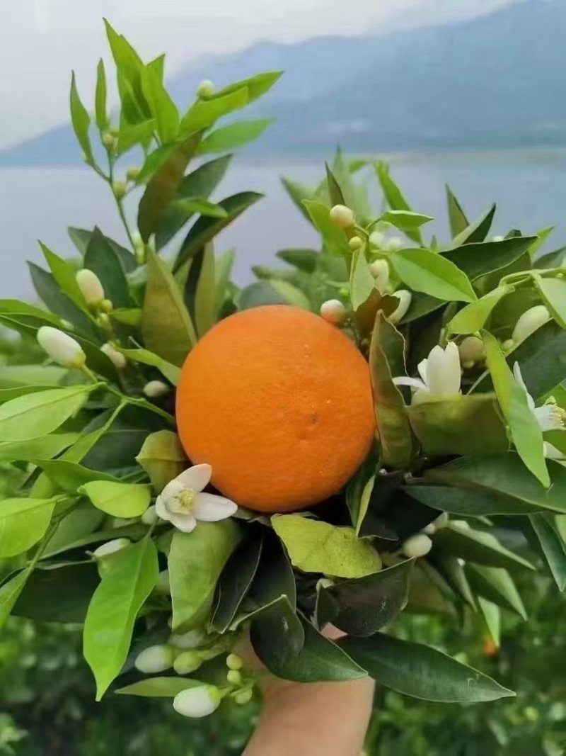 湖北秭归伦晚脐橙，产地直发，量大从优