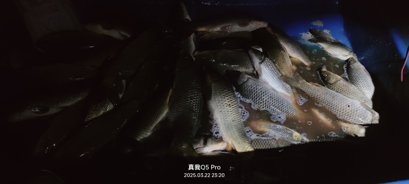 鲤鱼6至10斤