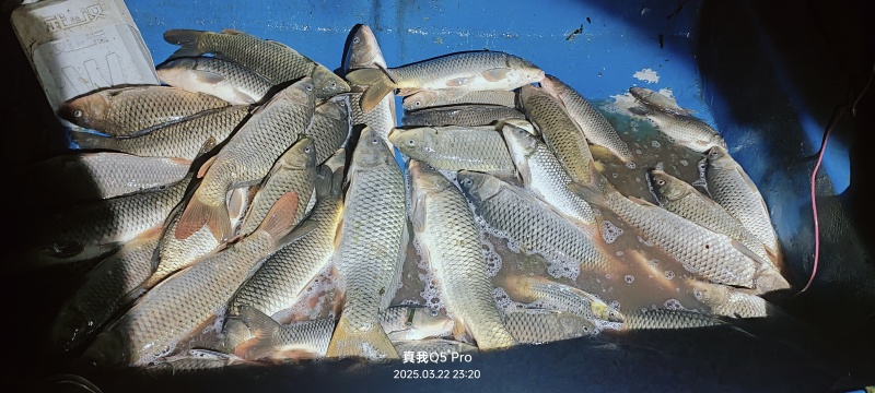 鲤鱼6至10斤