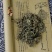 车前草切断车前草泡茶无硫***干货新货，品质保证，量大从优